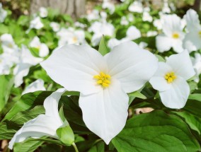 海曙区写字楼花卉租赁公司——延中绿地花卉的独特魅力